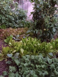 self-care homegrown organic greens